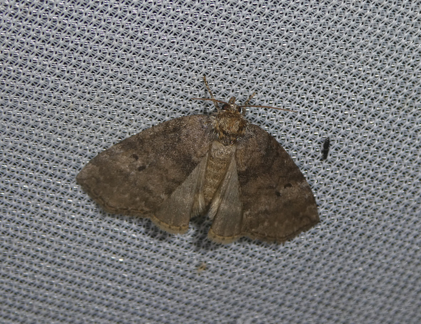 Ochropacha duplaris - égerlevél-pihésszövő