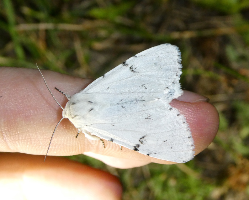 Acronicta leporina - fehér szigonyosbagoly