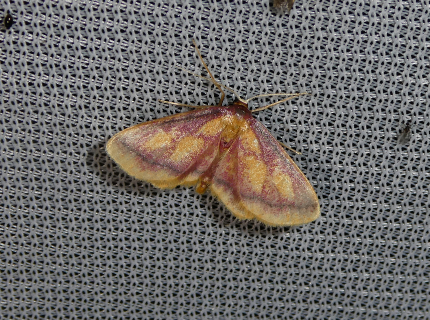 Idaea muricata - mocsári pirosaraszoló