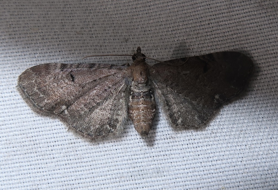 Eupithecia absinthiata - üröm-törpearaszoló