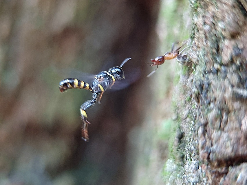 Tracheliodes