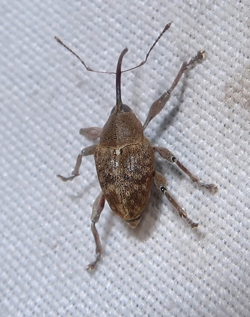 Curculio glandium - tölgymakkzsuzsóka