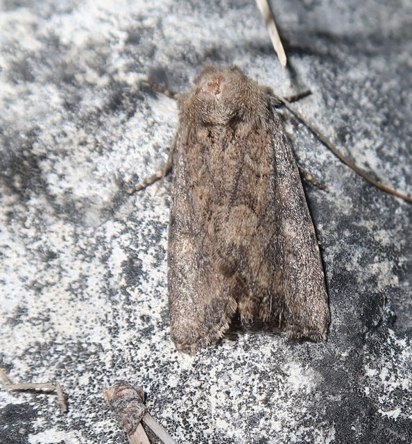 Luperina testacea - barnás szürkebagoly