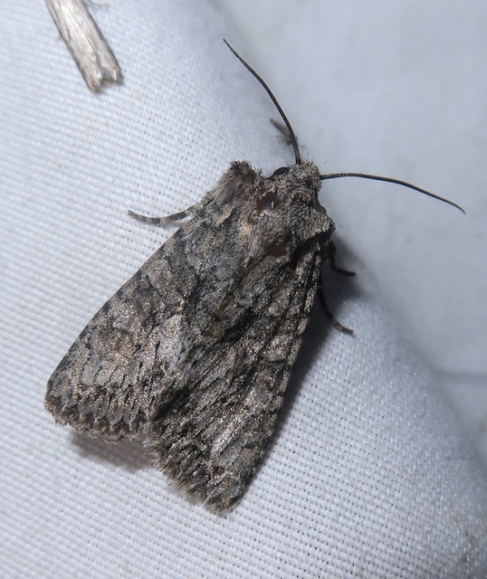 Dryobotodes monochroma - szürke tölgybagoly