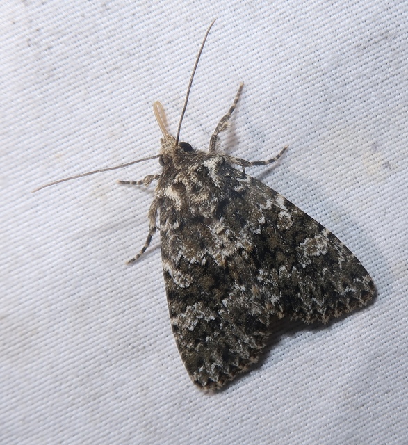 Polymixis polymita - kankalin-tarkabagoly