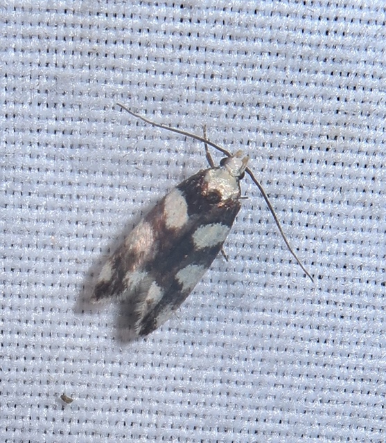 Pseudotelphusa tessella - sóskafamoly