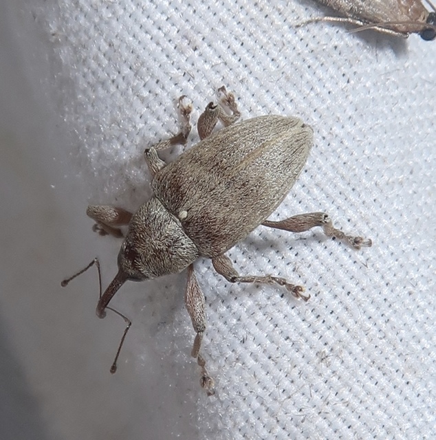 Curculio propinquus - halvány zsuzsóka