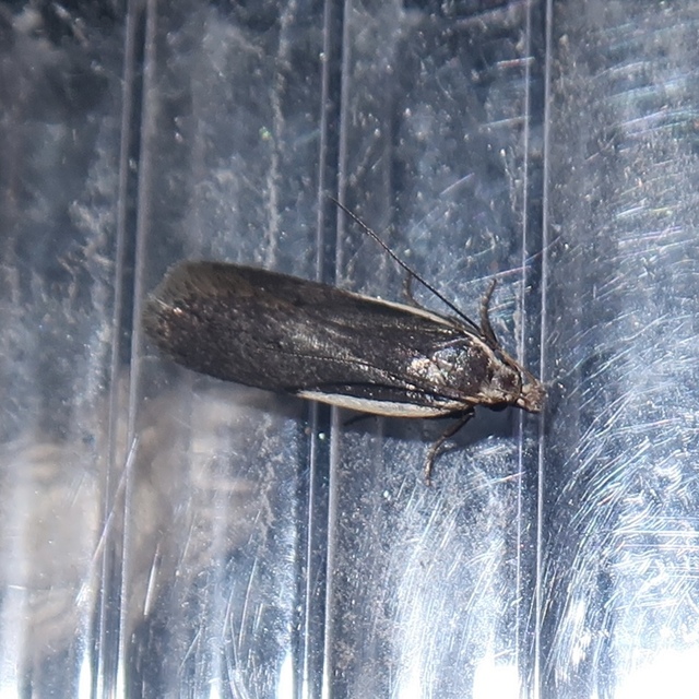 Nothris lemniscellus - fehérvállú sarlósmoly