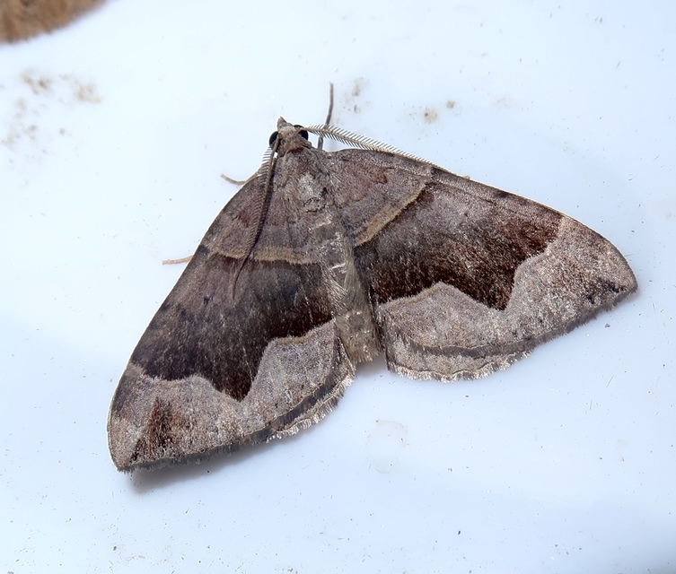 Scotopteryx moeniata - sötétsávos araszoló
