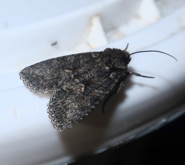 Dryobotodes monochroma - szürke tölgybagoly