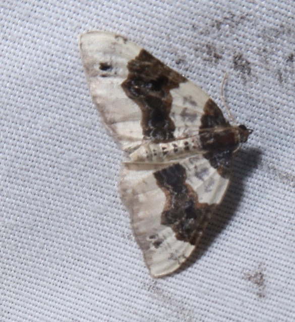 Cosmorhoe ocellata - szemes galajaraszoló