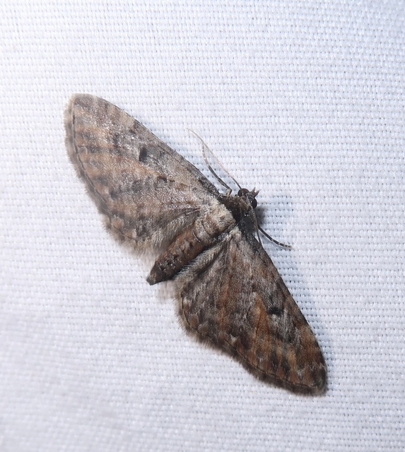 Eupithecia icterata - rozsdafoltos törpearaszoló