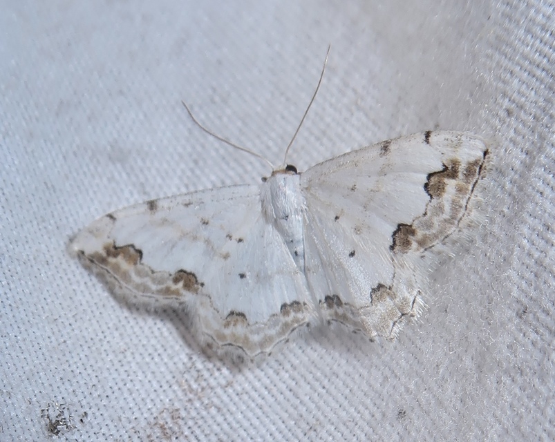 Scopula ornata - díszes fehéraraszoló