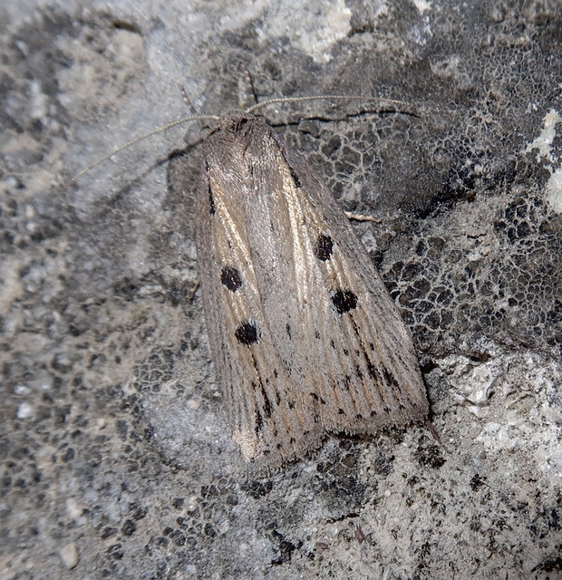 Chilodes maritima - négyfoltos nádibagoly