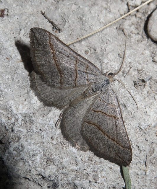 Scotopteryx mucronata/luridata/ignorata