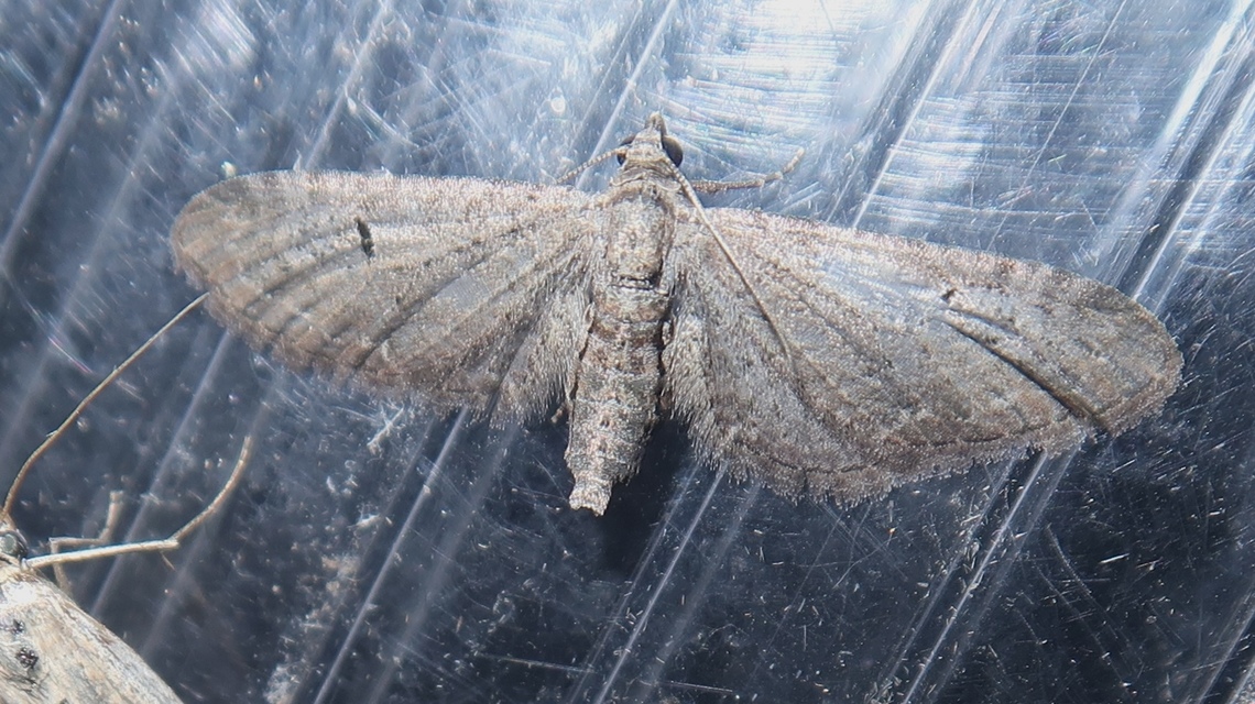 Eupithecia pimpinellata - földitömjén-törpearaszoló