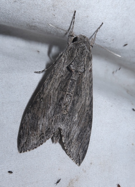 Agrius convolvuli - szulákszender