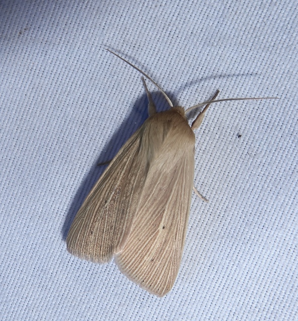 Mythimna pallens - sápadt rétibagoly