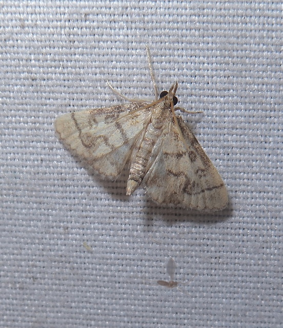 Metasia ophialis - kígyósávos tűzmoly