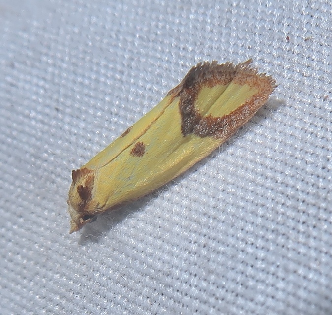Agapeta zoegana - barnacsíkos sárgamoly
