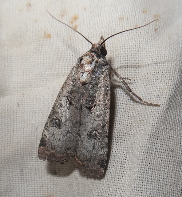 Epilecta linogrisea - karcsú sárgafűbagoly