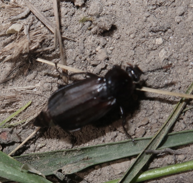 Necrodes littoralis - nagy dögbogár