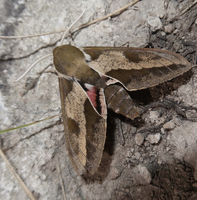 Hyles euphorbiae - kutyatejszender