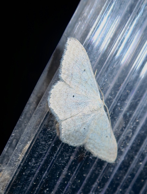 Scopula incanata - hamvas sávosaraszoló