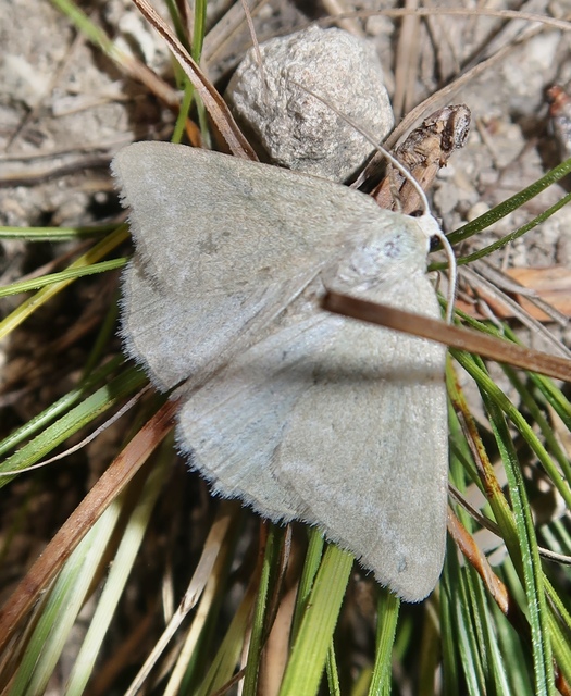 Pseudoterpna pruinata - hamvas zöldaraszoló