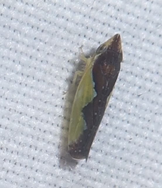 Platymetopius Platymetopius