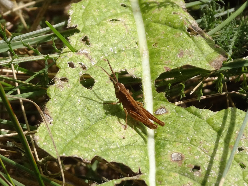 Chorthippus (Chorthippus) (subgenus)