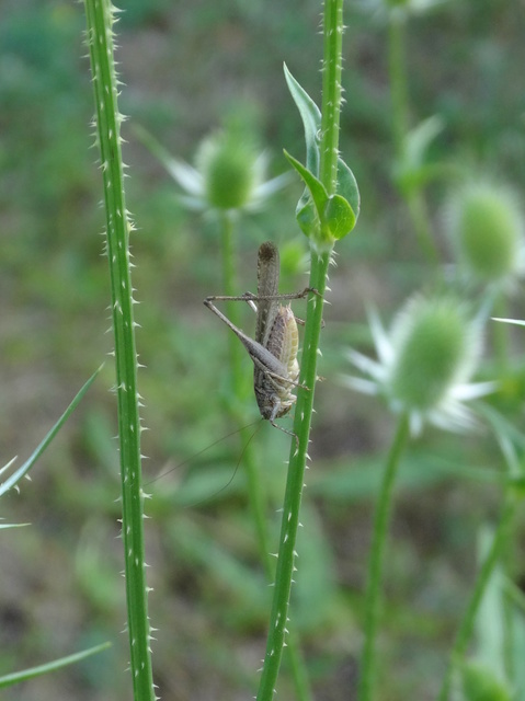 Platycleis