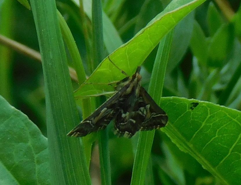 Diasemia reticularis - betűmintás tűzmoly