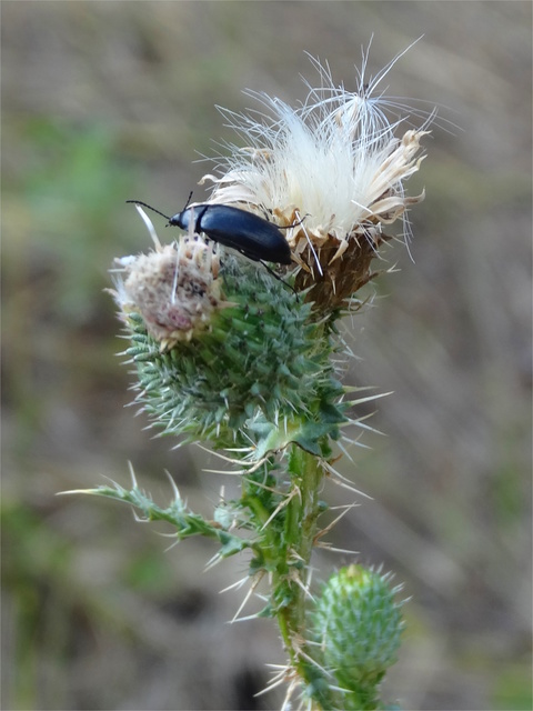 Podonta nigrita - szerecsenbogár