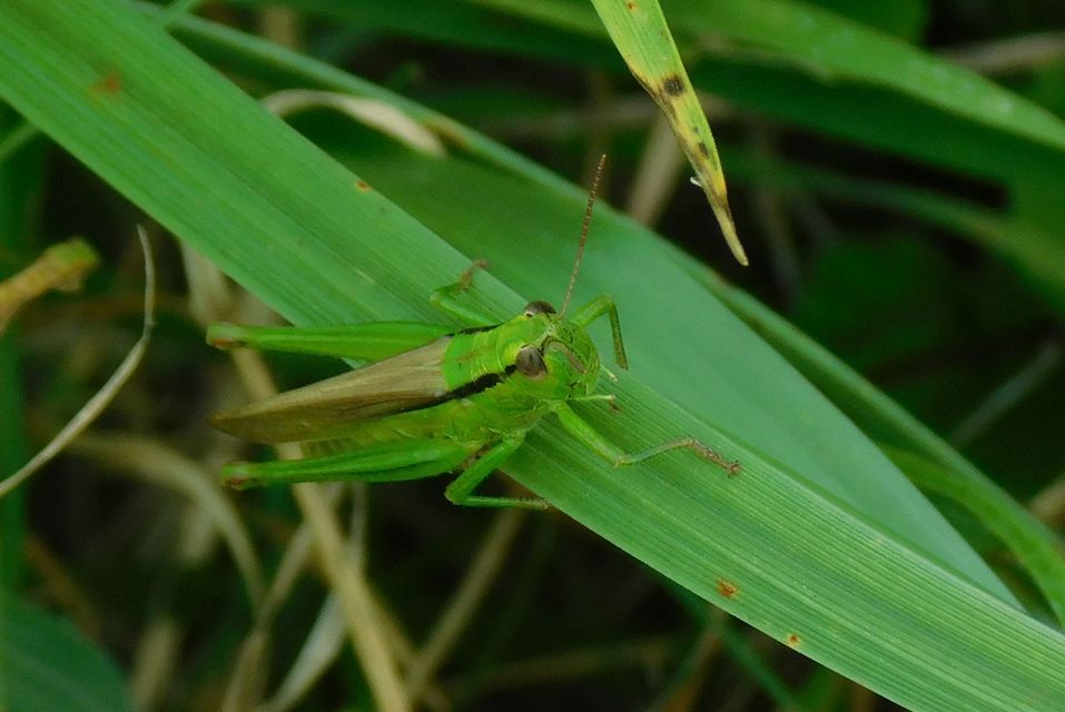 Mecostethus parapleurus - hagymazöld sáska