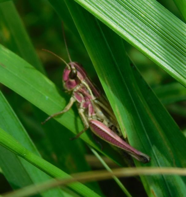 Pseudochorthippus parallelus - közönséges rétisáska