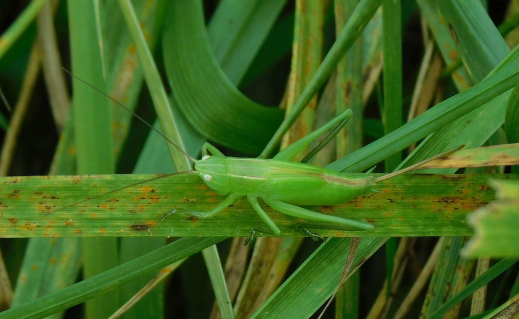 Ruspolia nitidula - nagy kúpfejűszöcske