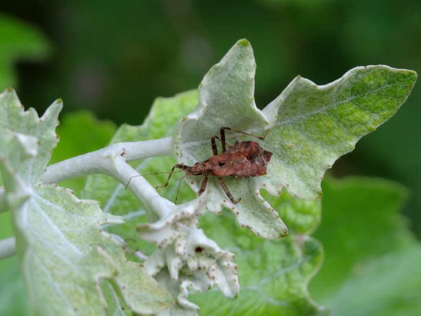 Himacerus