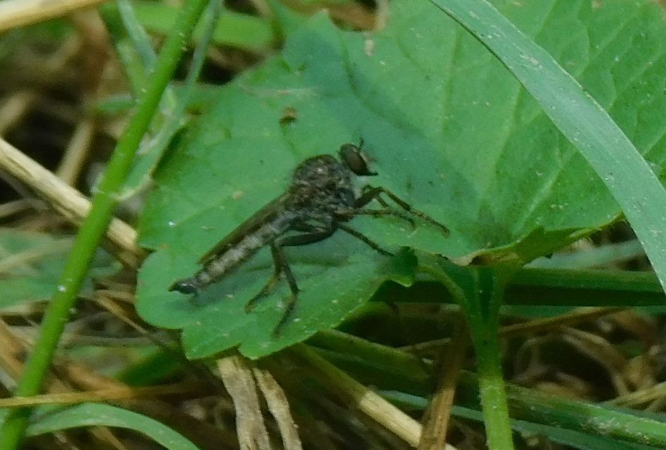 Tolmerus atricapillus