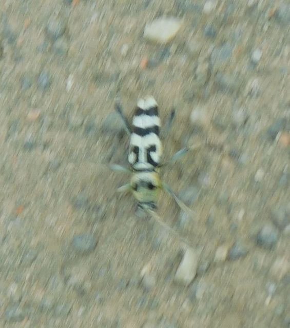 Chlorophorus varius - díszes darázscincér