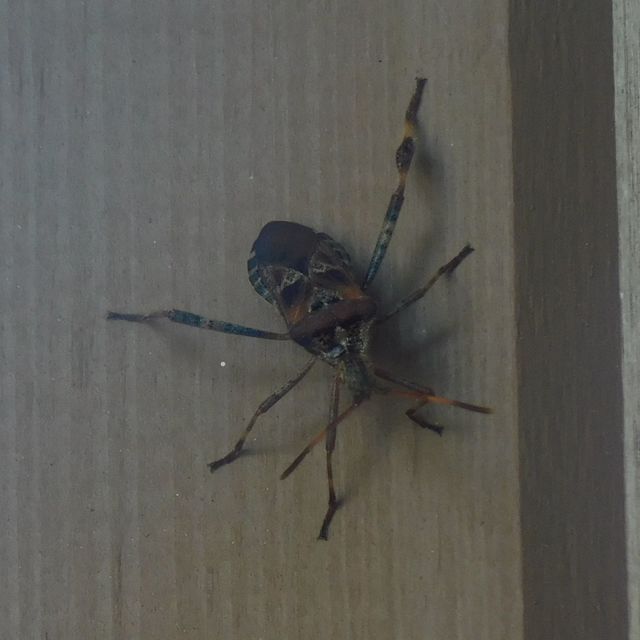 Leptoglossus occidentalis - nyugati levéllábú poloska