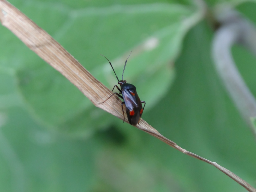 Deraeocoris ruber - vöröses mezeipoloska