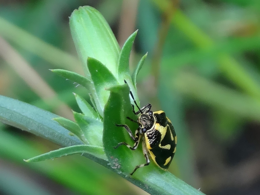 Eurydema oleracea - paréjpoloska Eurydema oleracea - paréjpoloska