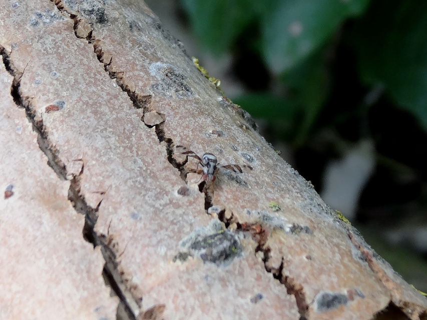 Myennis octopunctata