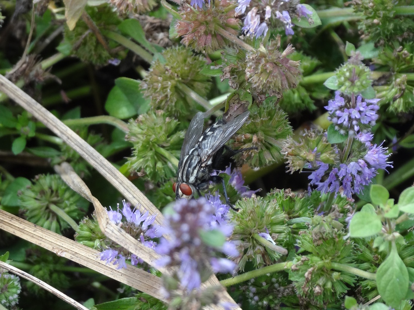 Sarcophagidae - húslégyfélék