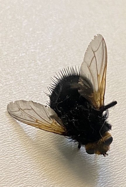 Tachina grossa - óriás fürkészlégy