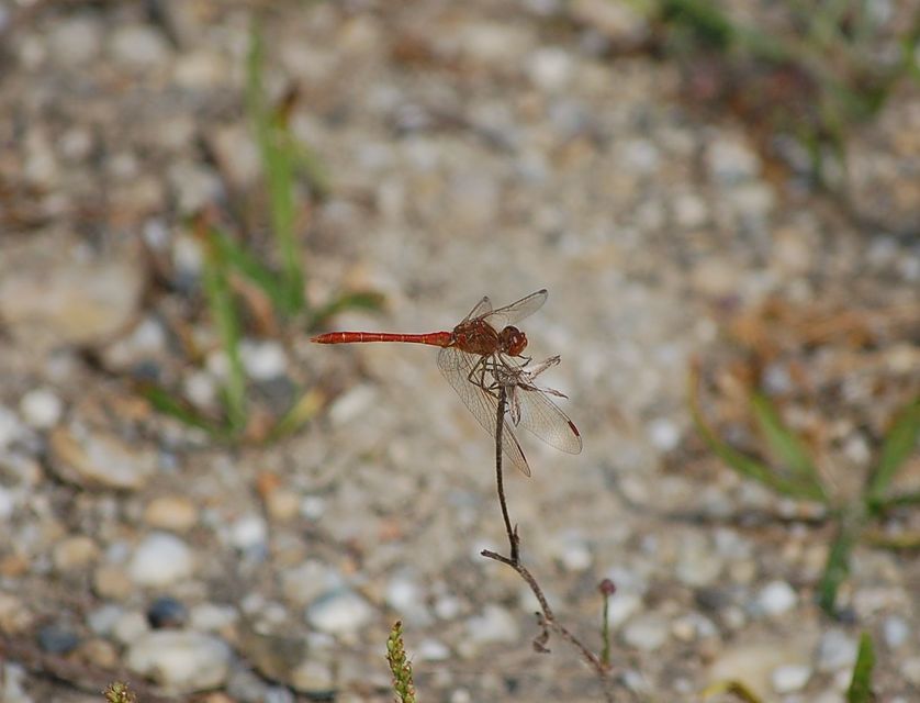 Sympetrum meridionale - fakó katona-szitakötő