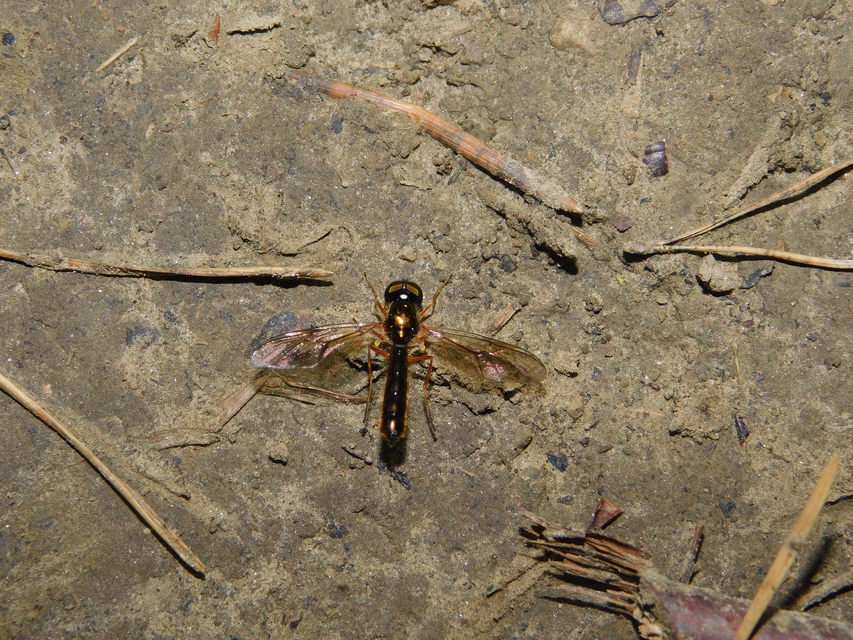 Stratiomyidae - katonalégyfélék