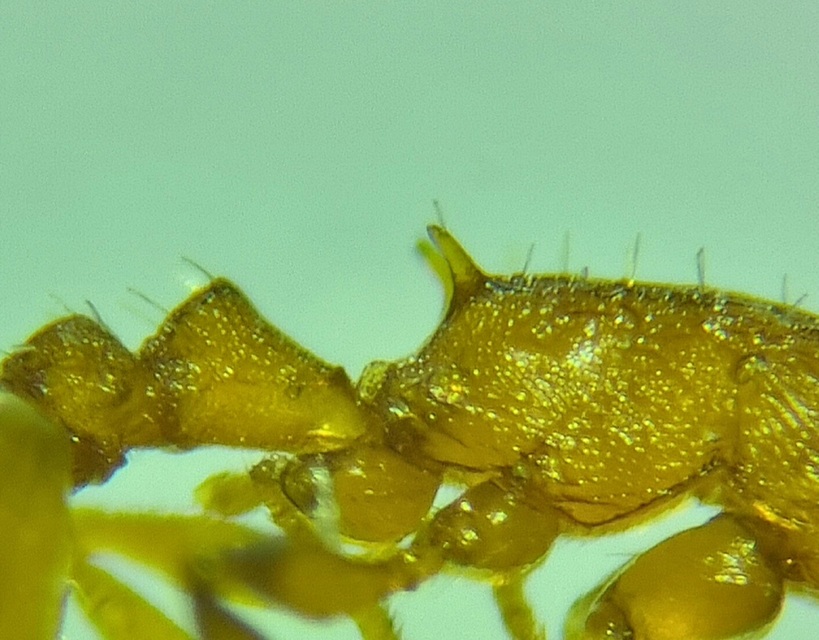 Temnothorax turcicus - sárga kéreghangya