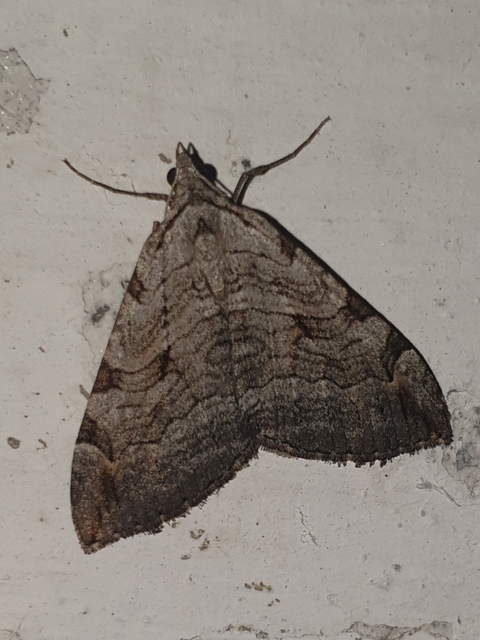 Aplocera efformata/plagiata
